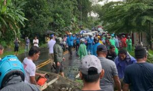 Akses ke Bandara Pattimura Sempat Lumpuh, Penyebabnya Pohon Tumbang