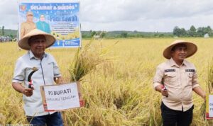 Panen Raya, Sahubawa Optimis Serut Terus Jadi Lumbung Beras