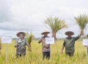 Penjabat Bupati Maluku Tengah Panen Raya Padi di Seram Utara