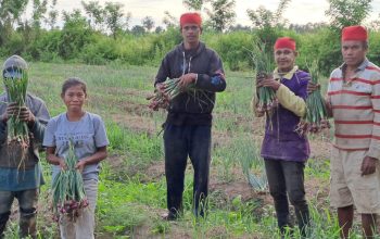 Petani Bawang Merah