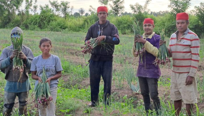 Pemkab Maluku Tengah Dorong Budidaya Bawang Merah