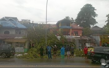 Pohon Tumbang