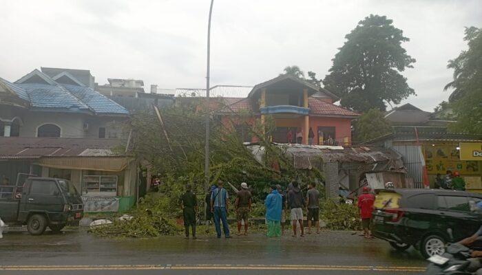 BPBD Ambon Catat 10 Pohon Tumbang Akibat Angin Kencang 