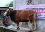 Walikota Salurkan 45 Ekor Sapi & 70 Kambing; Bantuan Presiden ke Masjid As-Salamah