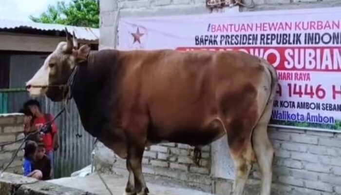 Walikota Salurkan 45 Ekor Sapi & 70 Kambing; Bantuan Presiden ke Masjid As-Salamah