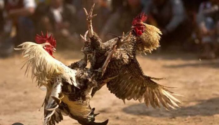 Dandim Saumlaki Diduga Terlibat Judi Sabung Ayam, Danramil Lepas 4 Kali Tembakan