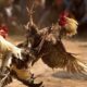 Animasi Judi Sabung Ayam