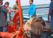 Smooth Criminal in Crocodile Deandy; Vidio di ‘Lubang Hitam’ Laut Arafura