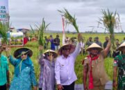 Bupati Malteng Pimpin Panen Padi di Kobi, Tegaskan Komitmen Swasembada Pangan