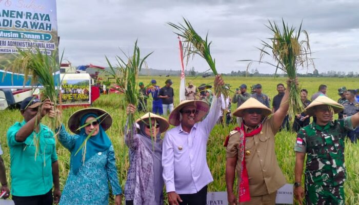 Bupati Malteng Pimpin Panen Padi di Kobi, Tegaskan Komitmen Swasembada Pangan