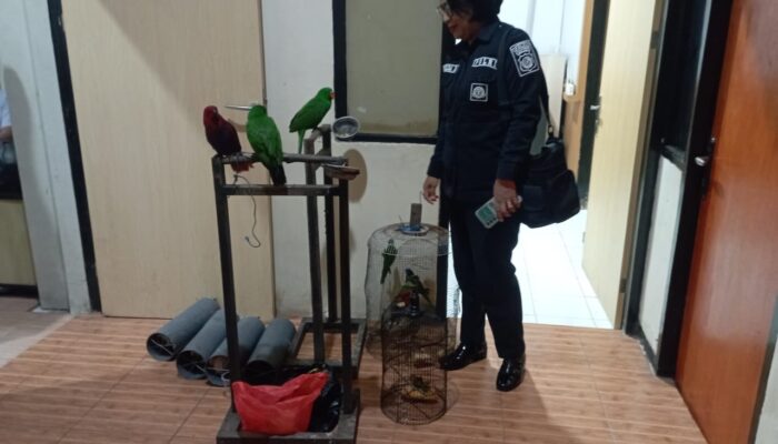 Polda Maluku Gagalkan Perdagangan Belasan Ekor Burung Dilindungi