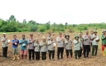 Polresta Ambon Dukung Program Ketahanan Pangan Polri; Tanam Jagung Hibrida di Lahan Produktif