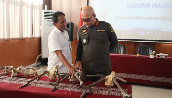 Karantina Maluku Amankan Tanduk Rusa dan Telur Burung Maleo; Komit Lindungi Satwa Dilindungi