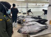 Badan Karantina Kawal Ekspor 2,9 Ton Tuna dari Maluku ke Jepang dan AS