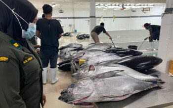 Badan Karantina Kawal Ekspor 2,9 Ton Tuna dari Maluku ke Jepang dan AS