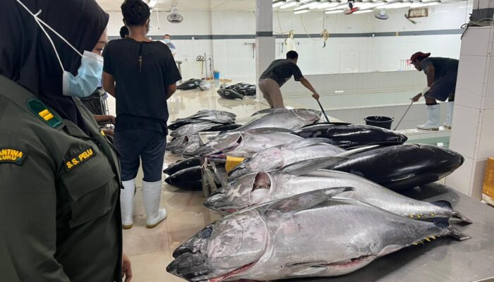 Badan Karantina Kawal Ekspor 2,9 Ton Tuna dari Maluku ke Jepang dan AS