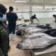 Badan Karantina Kawal Ekspor 2,9 Ton Tuna dari Maluku ke Jepang dan AS