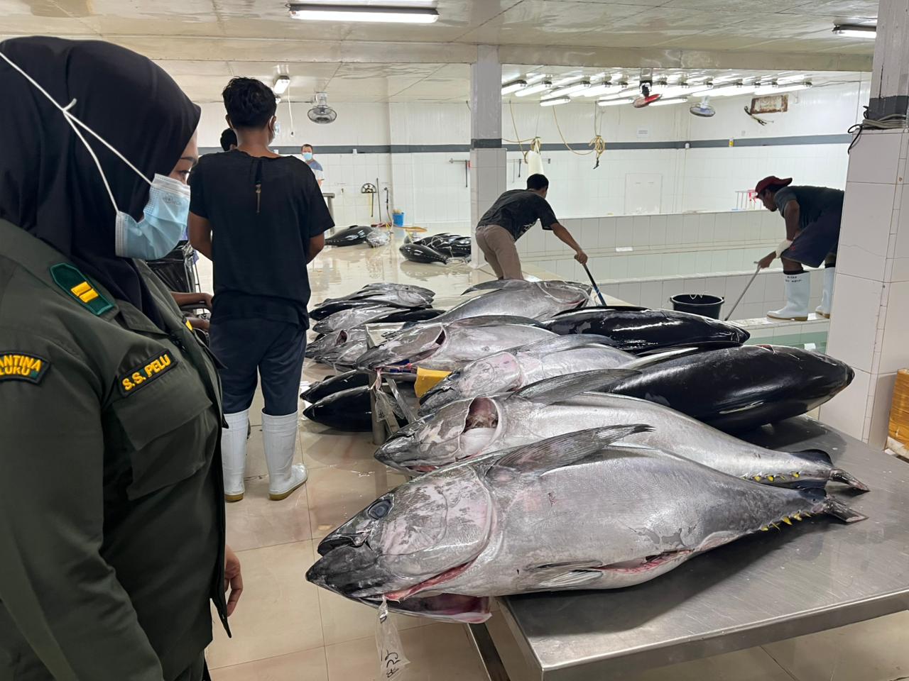 Ikan Tuna Segar