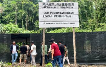 Kunjungi Lokasi HPH Yamdena Tim Gabungan Temukan Reboisasi Amburadul 