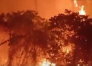 DAMPAK KARHUTLA ANCAM EKOSISTEM MALUKU, KERUGIAN LINGKUNGAN DAN EKONOMI JADI SOROTAN
